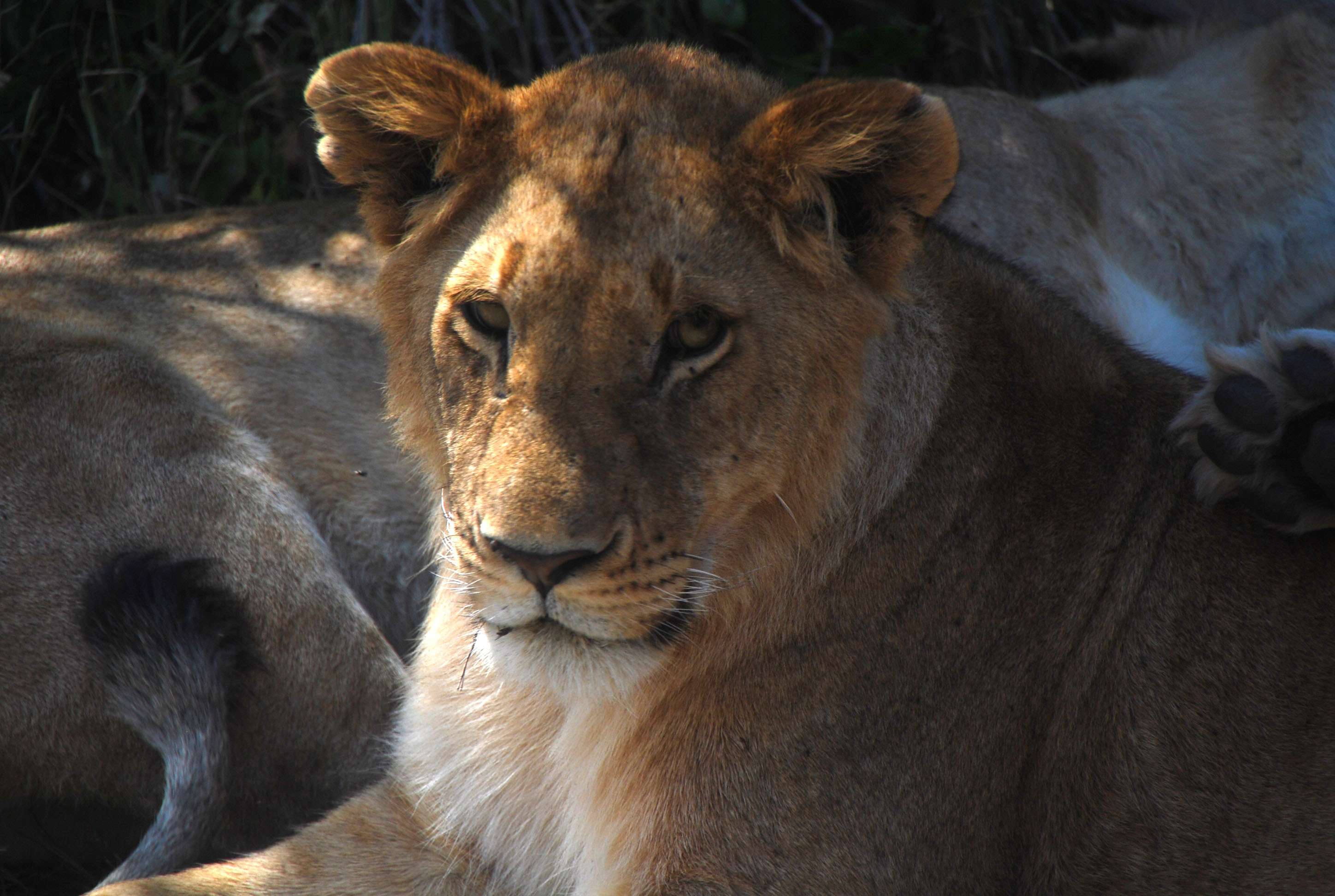 Regreso al Mara - Kenia - Blogs de Kenia - Nuestro primer safari (6)